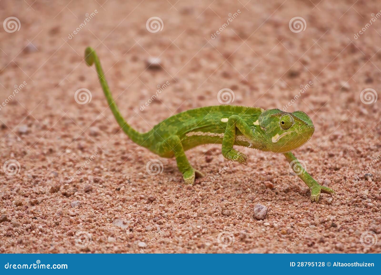 Chameleon walking on sand stock photo. Image of reptile ...
