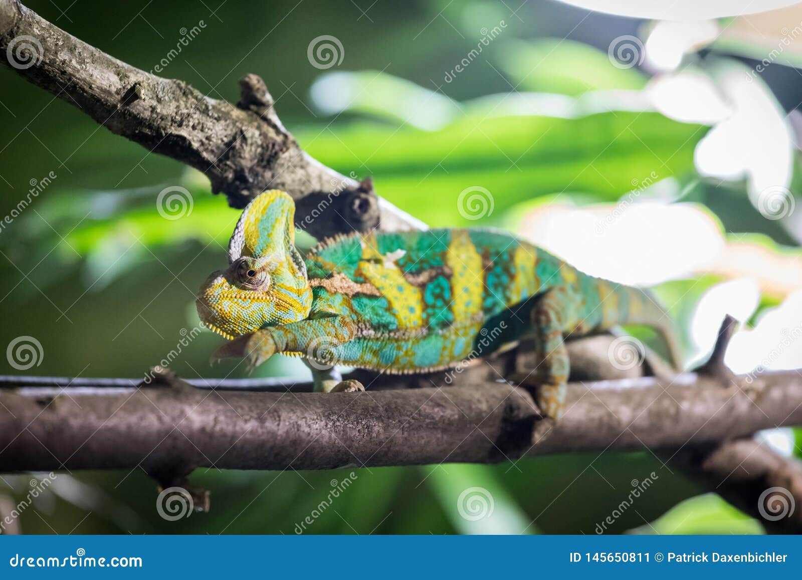 chameleon in the zoo: close-up picture of a chameleon climbing on a tree branch