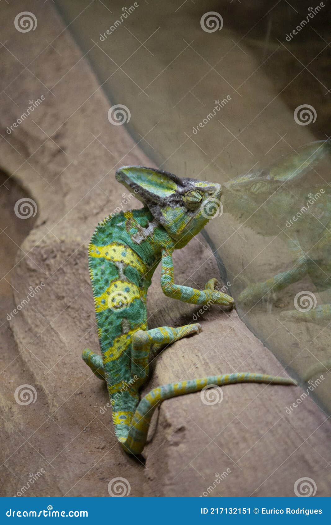 Chameleon, Stereoscopic Vision, Turquoise Blue and Purple Stock Image ...