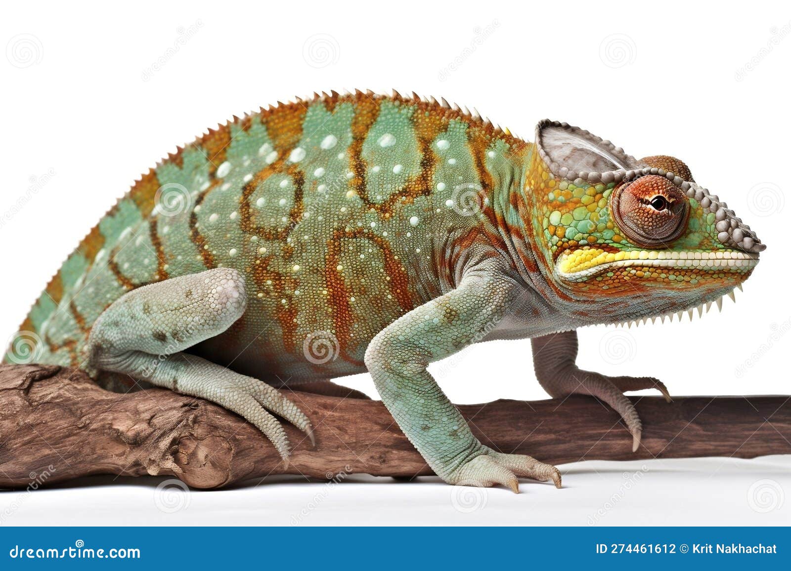 Chameleons Have a Unique Physical Structure that Enables Them To Change