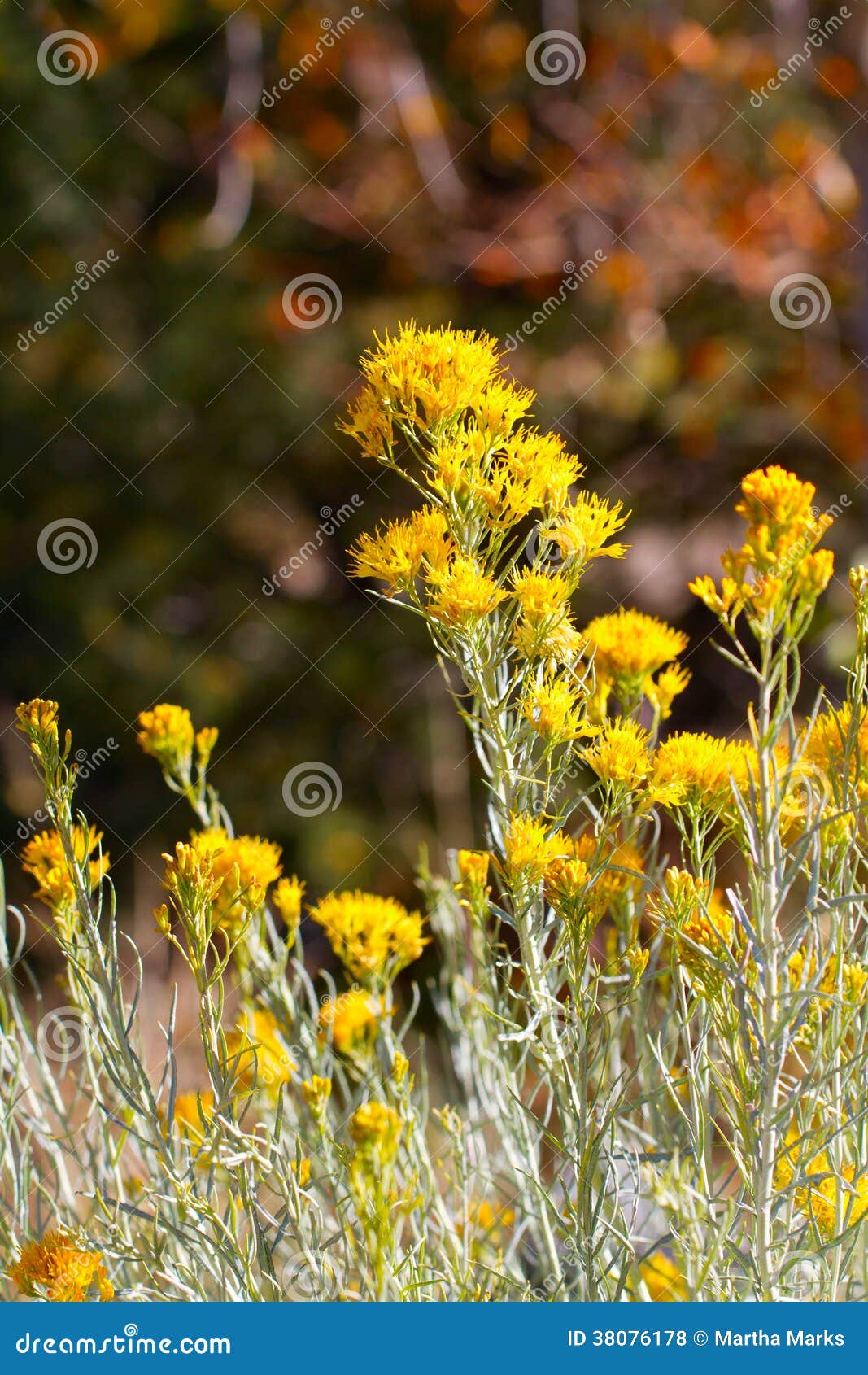 Chamisa, Chrysothamnus photo stock. Image du santa, indigène 38076178