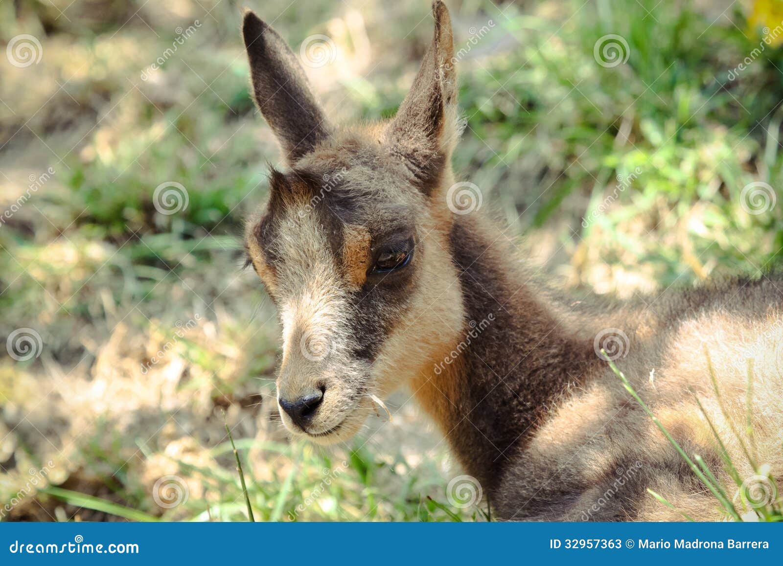 photos stock chamois de bébé image