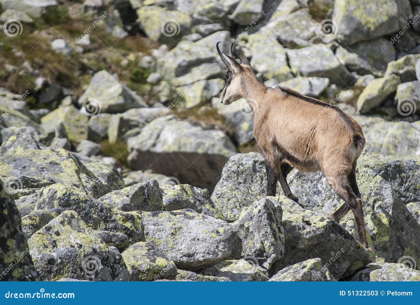 chamois in the national park