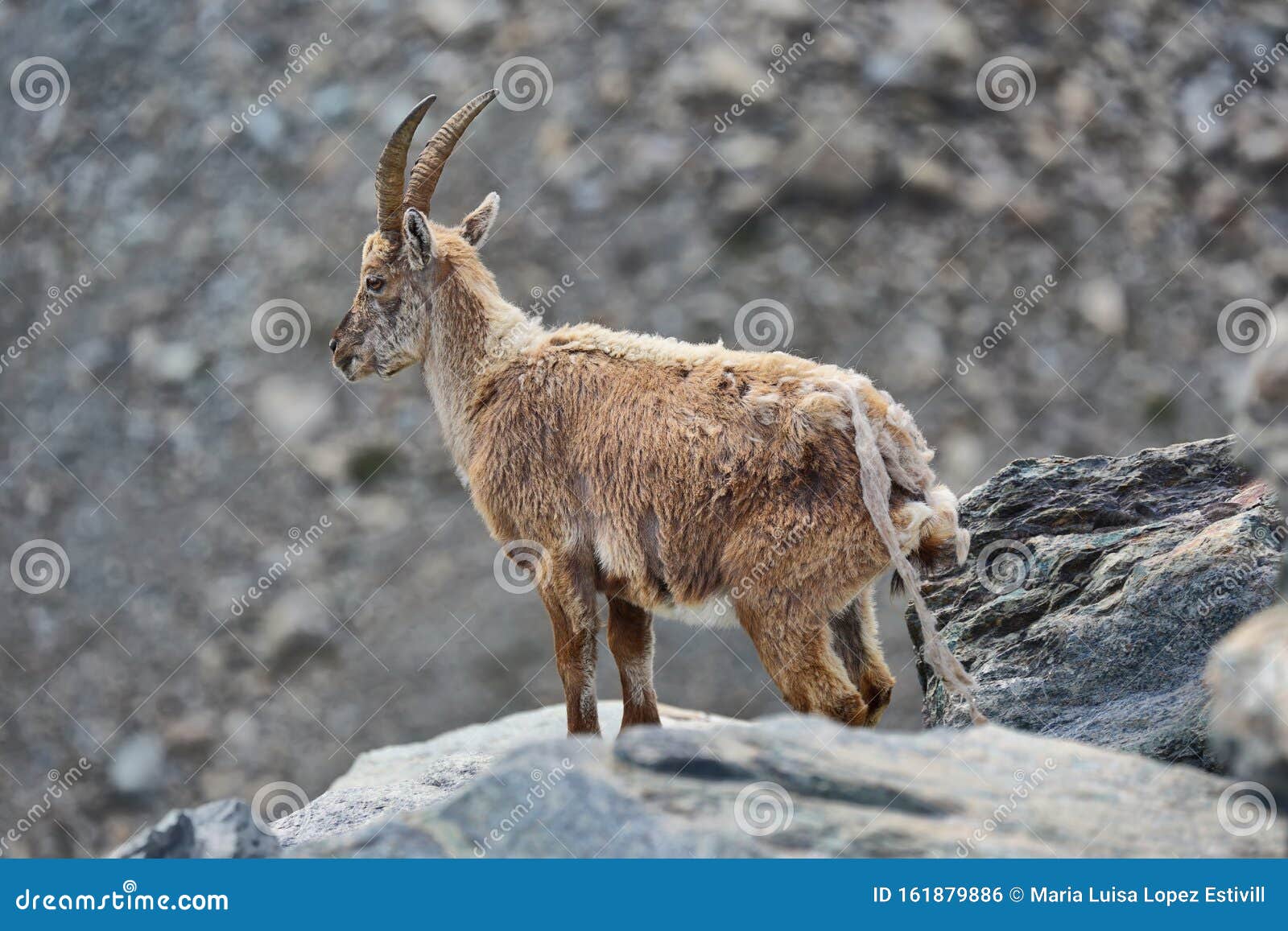 Chamois  Aosta Valley