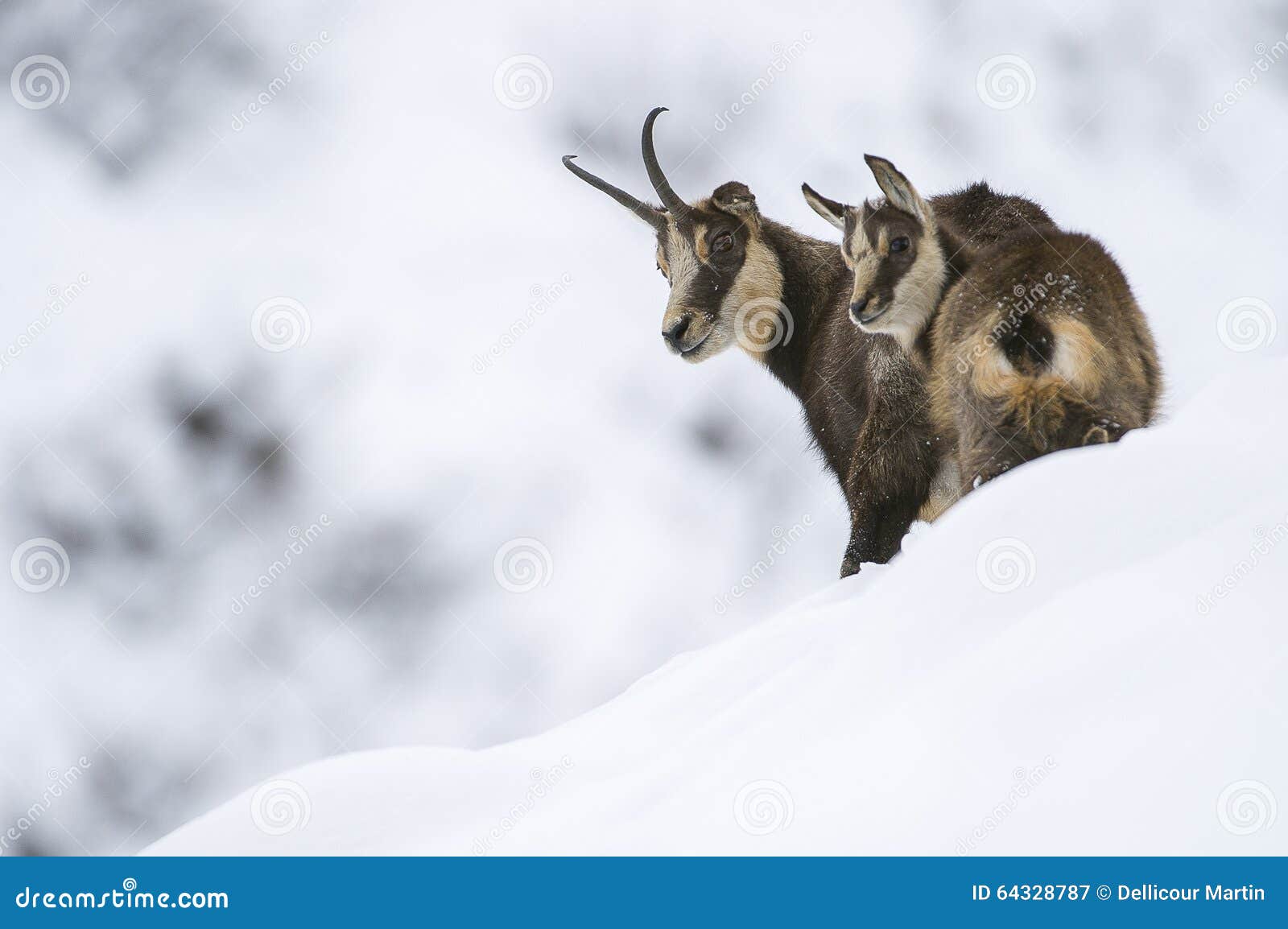 chamois in the snow of the alps