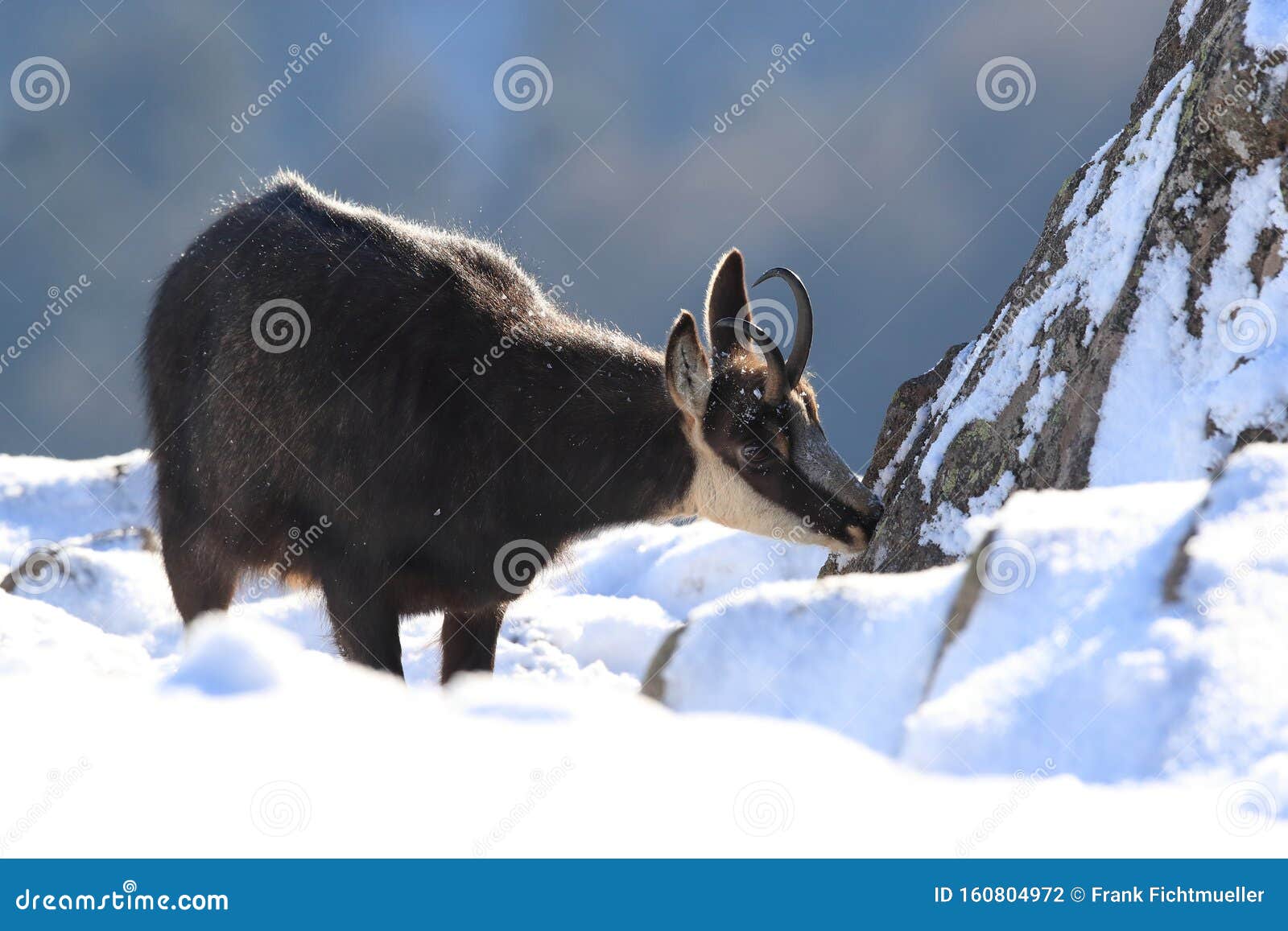 chamois & x28;rupicapra rupicapra& x29;, winter vosges mountains, france