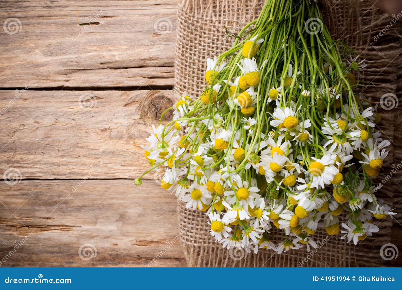 Λουλούδια Chamomile σε ένα ξύλινο υπόβαθρο στενό απομονωμένο λευκό δοντιών στούντιο φωτογραφίας βουρτσών ανασκόπησης επάνω