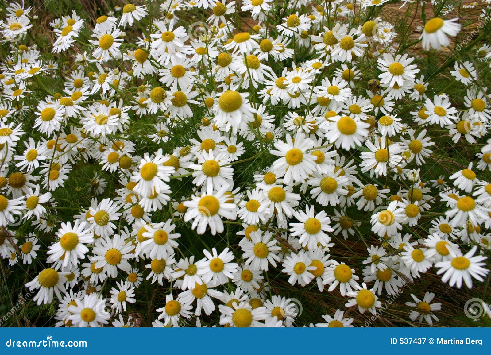 chamomile