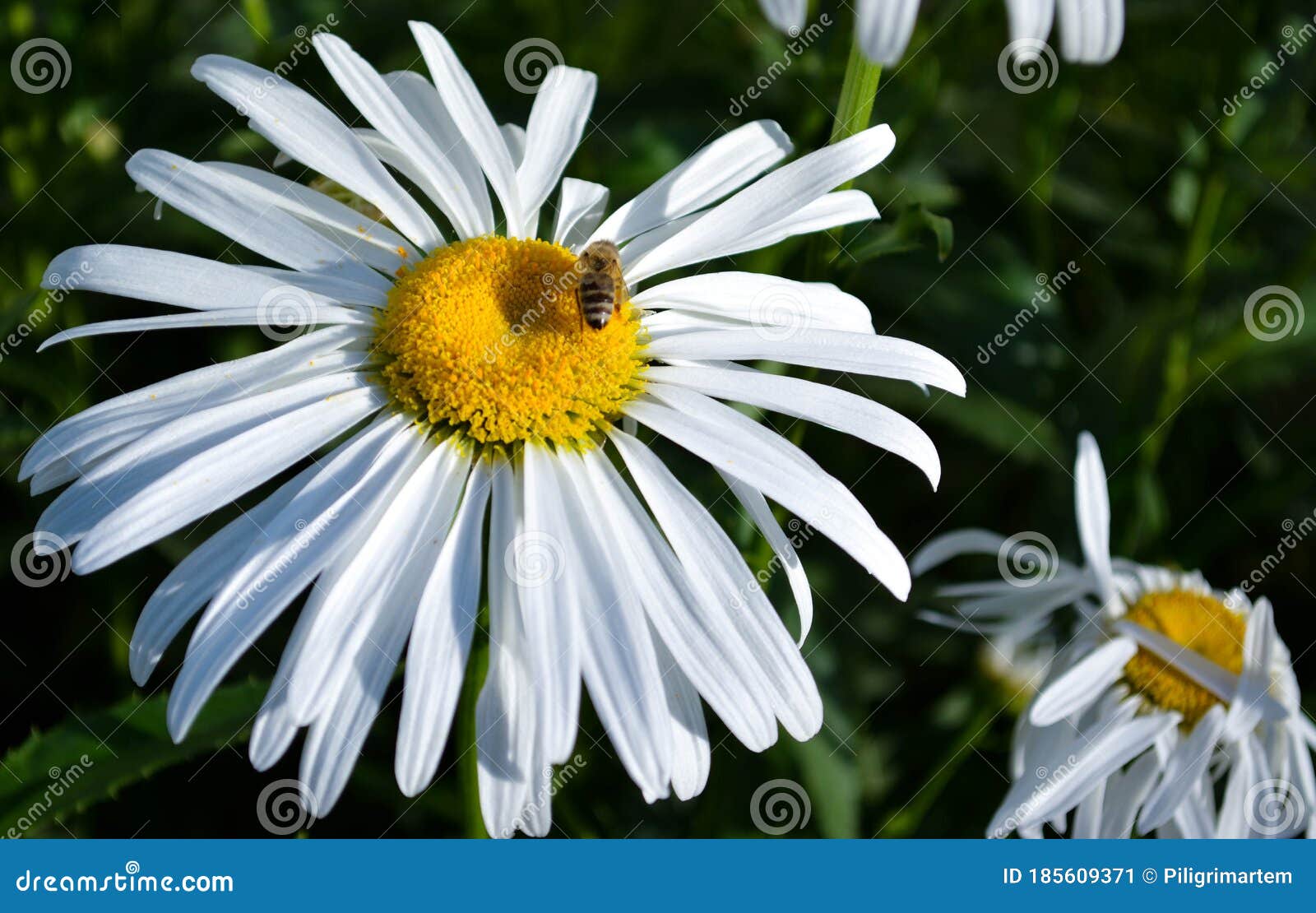 Chamomile with a Bee on a Flower Stock Image Image of garden, daisies 185609371