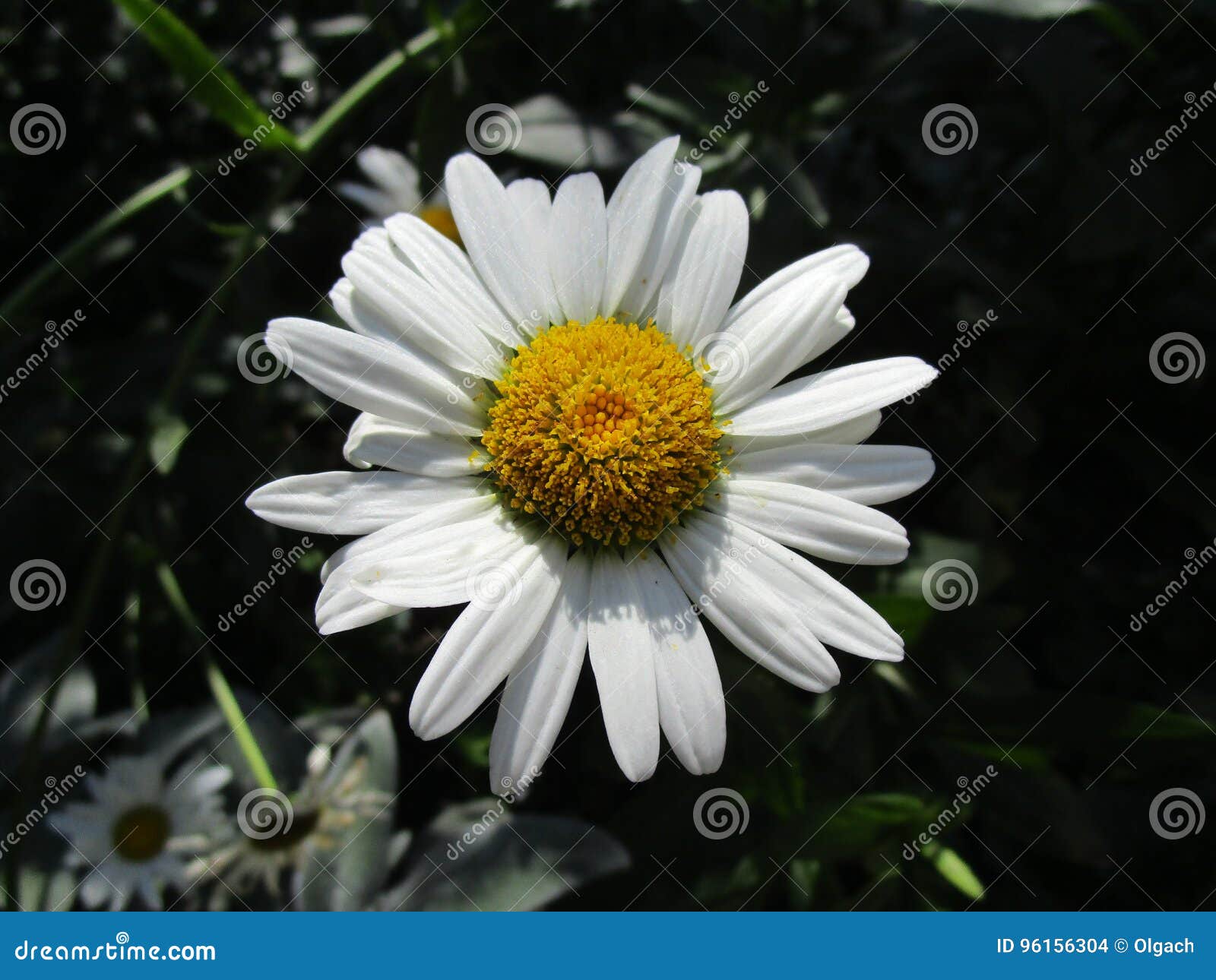 Chamomile stock photo. Image of postcard, chamomile, leucanthemum 96156304