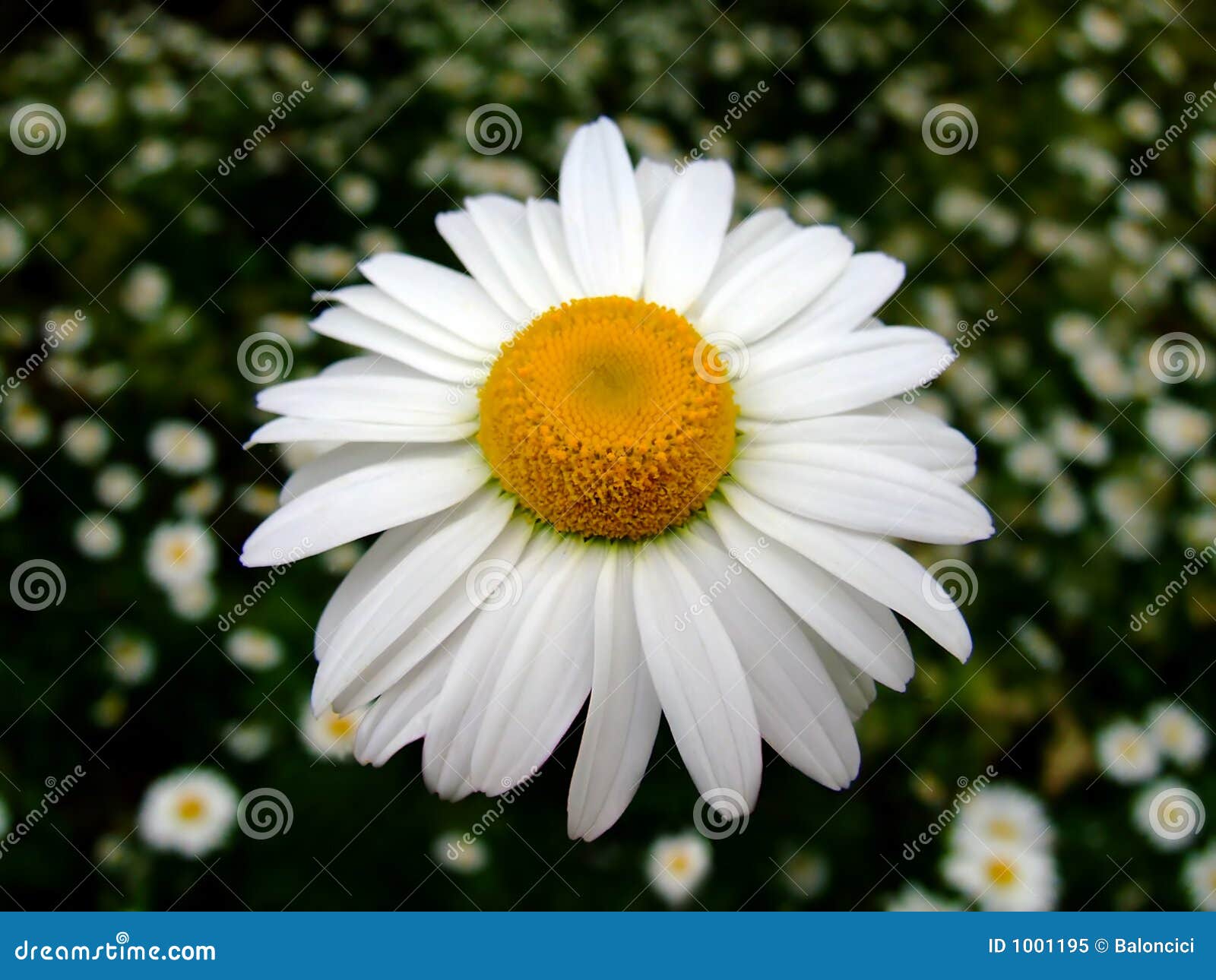 Chamomile color stock image. Image of blossom, petal, bloom 1001195