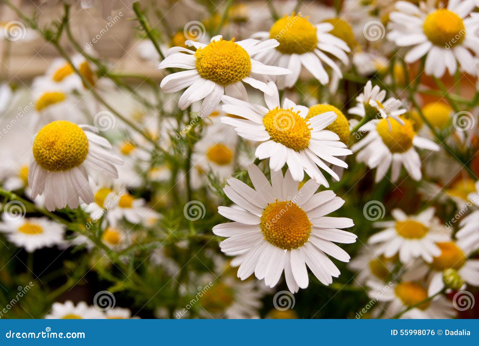 Chamomile. stock photo. Image of camomile, fresh, blossom 55998076