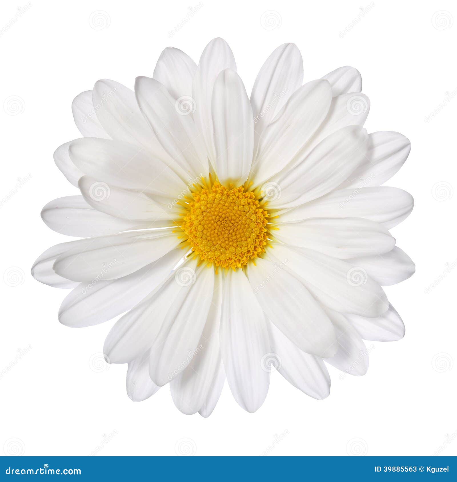 chamomile flower  on white. daisy.