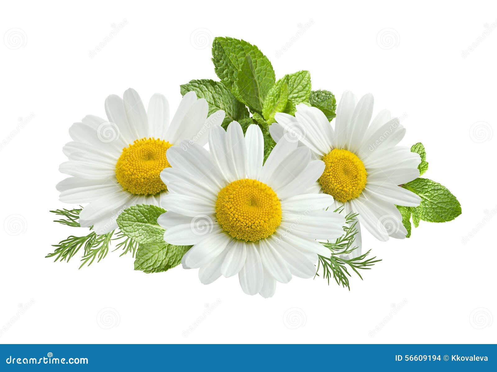 Chamomile Flower Mint Leaves Composition Isolated on White Stock Photo