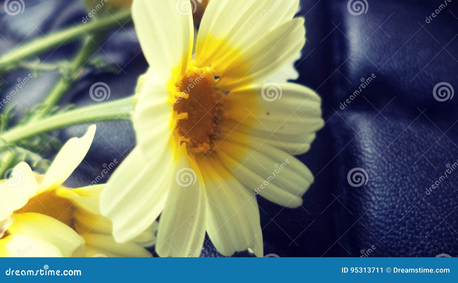 chamomile flower.