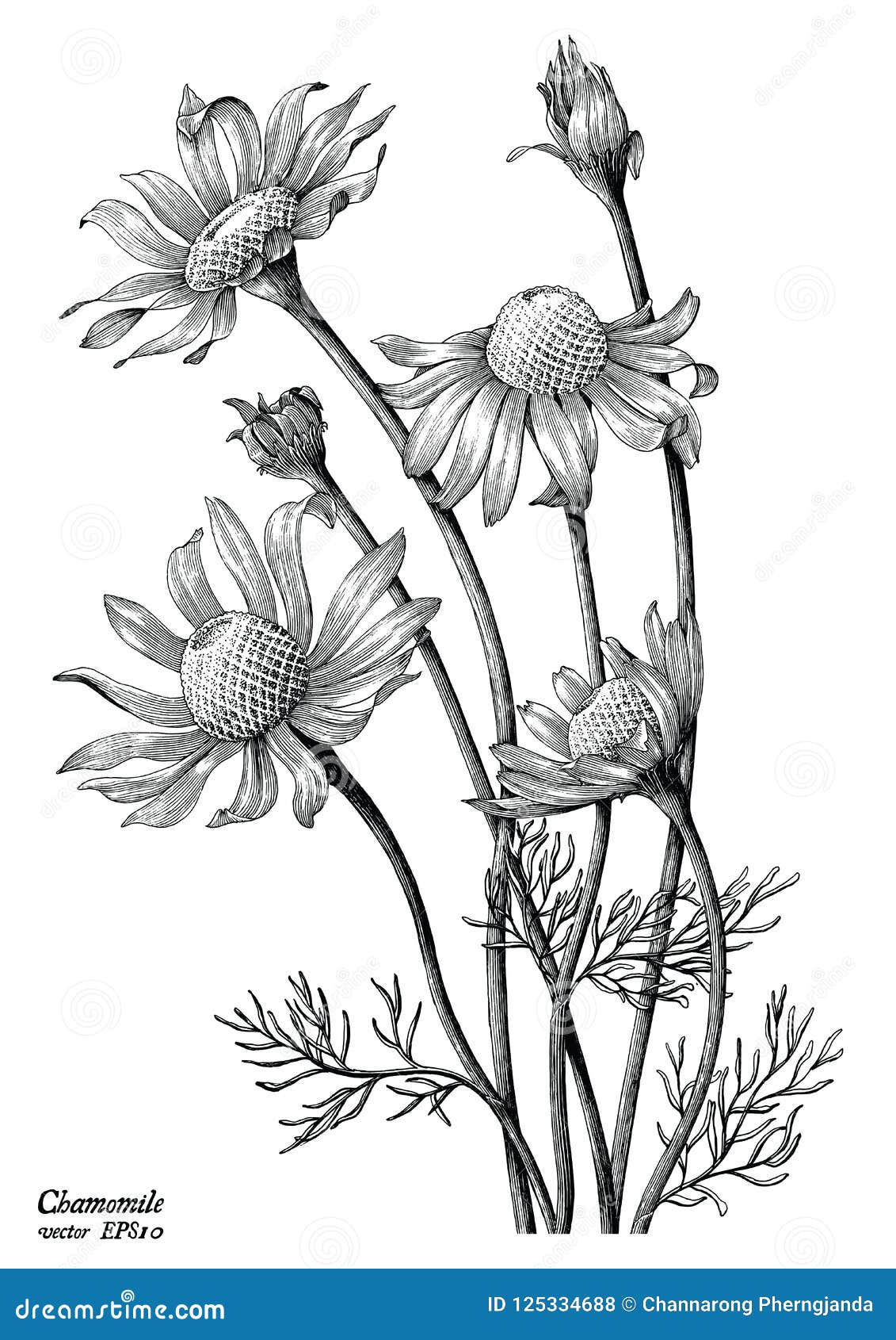chamomile flowers hand draw vintage clip art  on white b