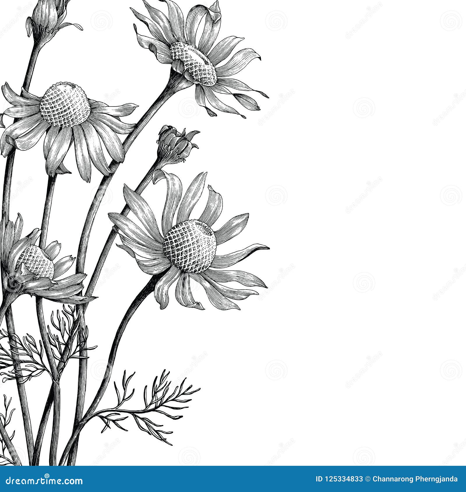 chamomile flowers hand draw vintage clip art  on white b