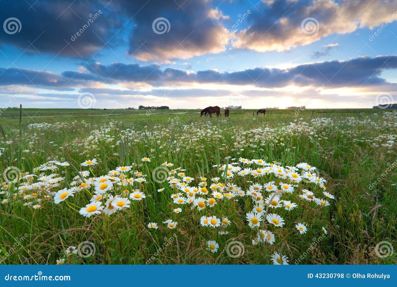 Chamomile Flowers and Horses on Pasture Stock Photo Image of