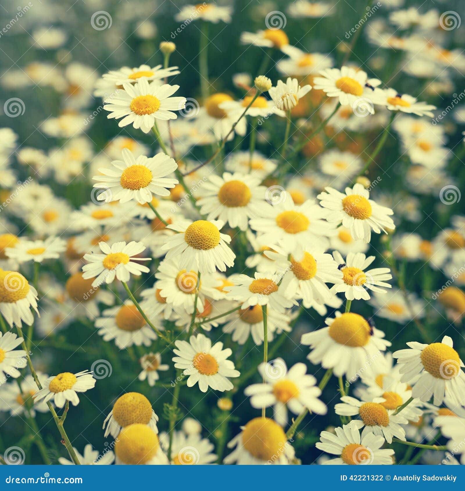 Chamomile flowers stock photo. Image of matricaria, vivid 42221322