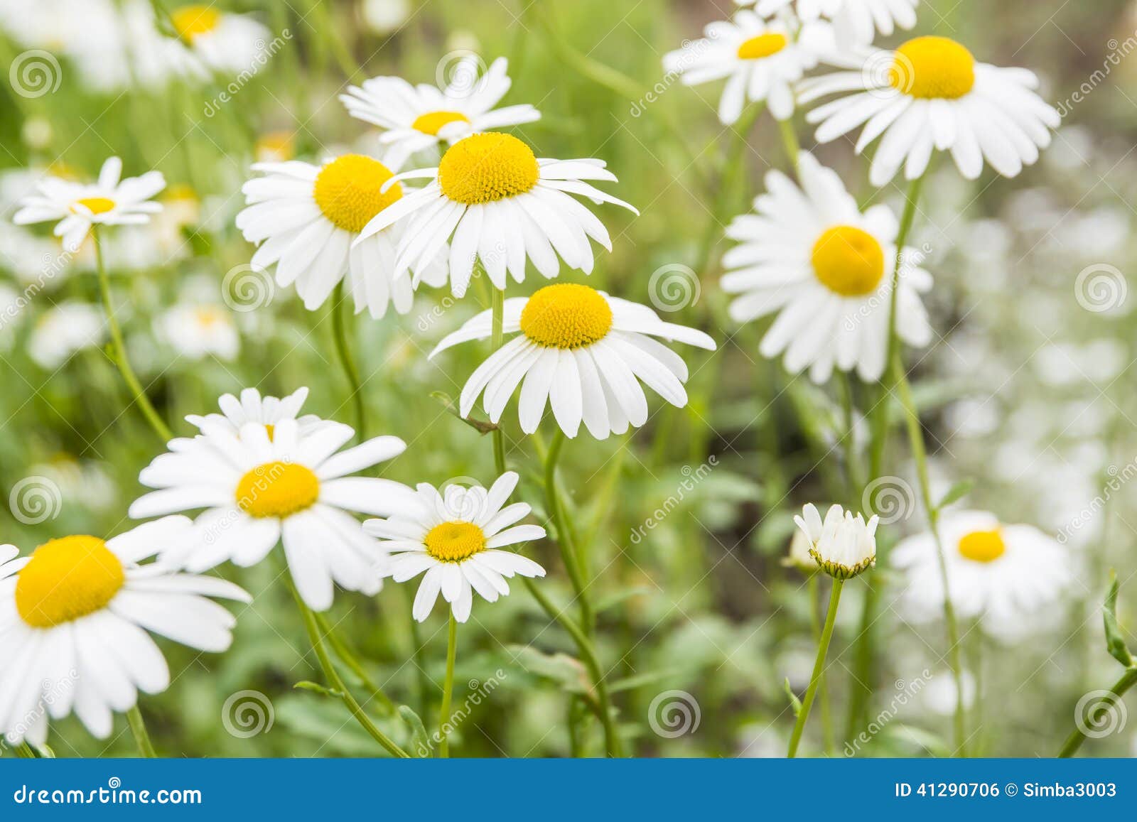 chamomile flowers