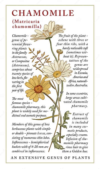 Chamomile Garden Beautiful Realistic Isolated Flowers Vintage ...