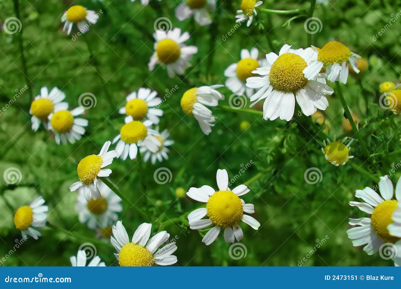 Chamomile herb stock image. Image of grow, herbaceous 2473151