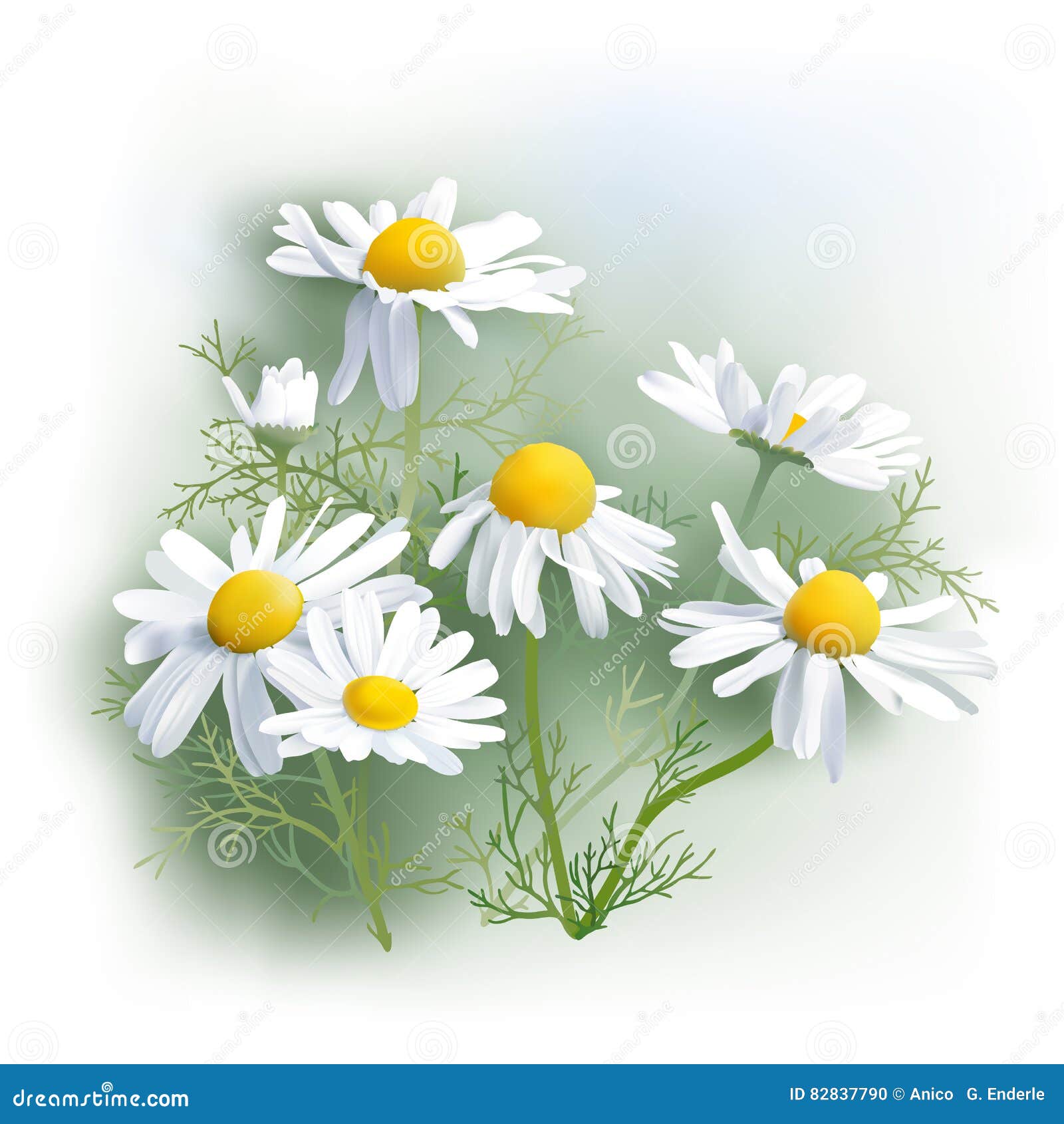 Matricaria Chamomile Icon, Cartoon Style | CartoonDealer.com #178641003