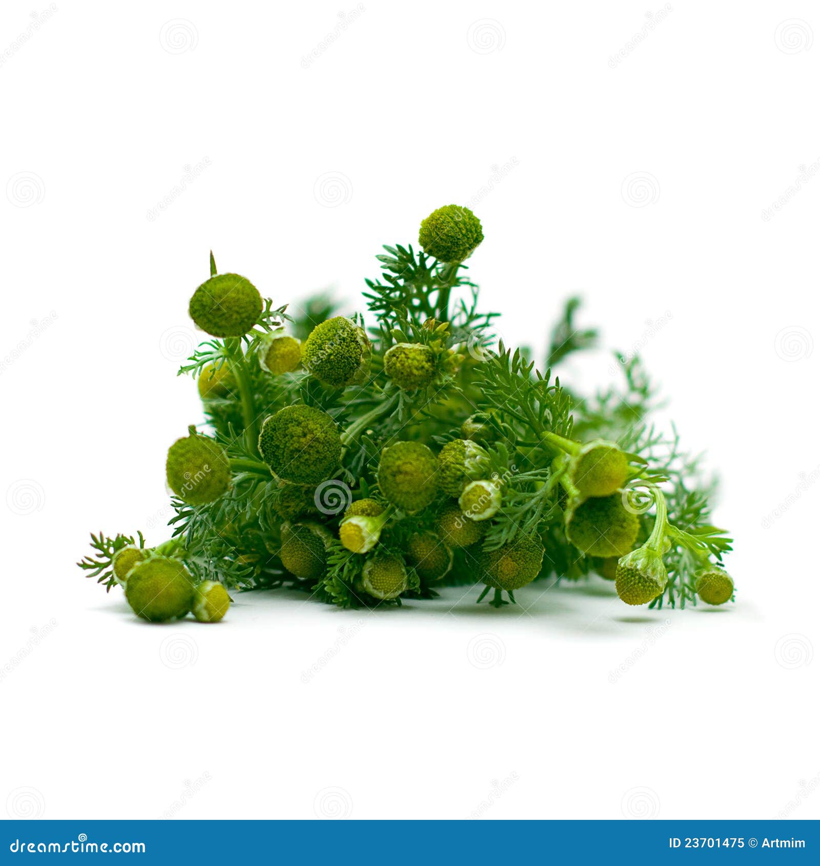 Chamomile, medicinal herbs stock image. Image of flower 23701475