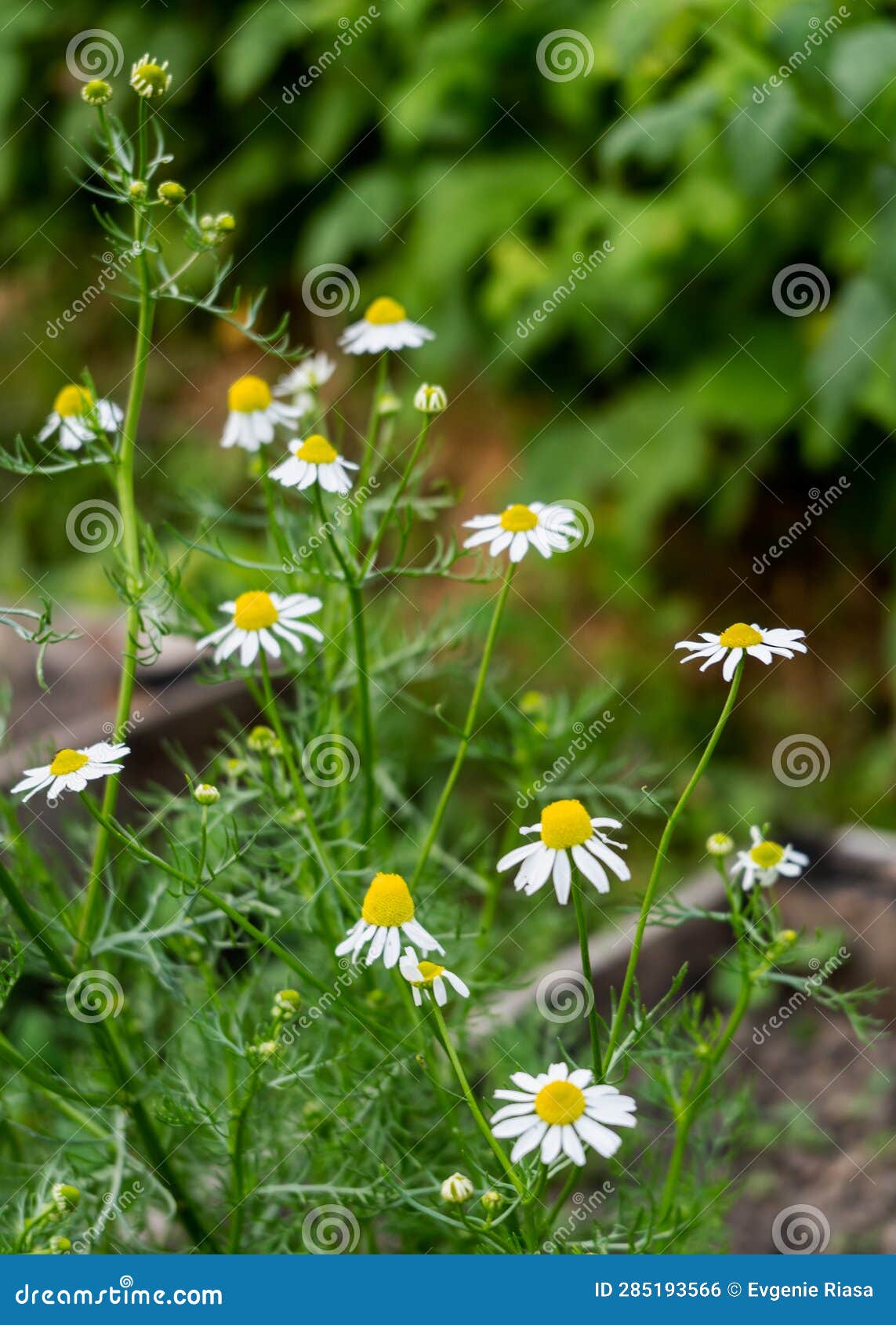 chamomile pharmacy with flowers and leaves. white chamomile pharmacy, otherwise matricaria chamomile