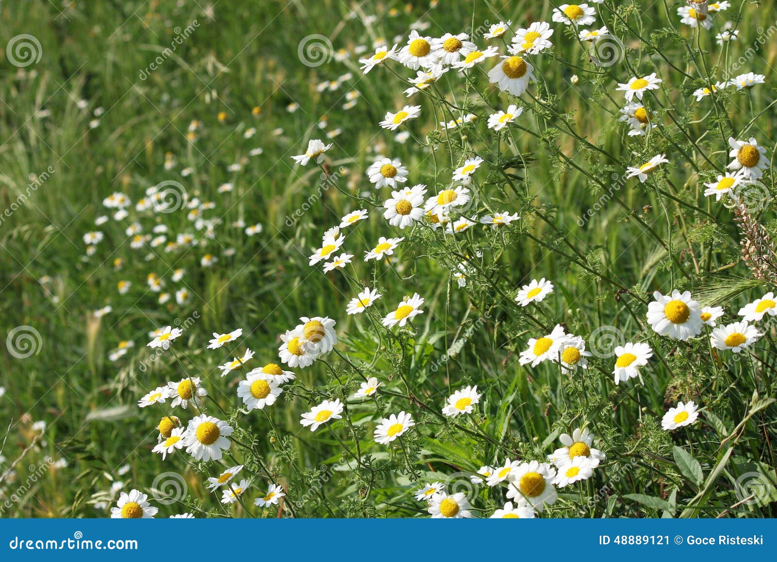 Chamomile wild flowers stock image. Image of season, beautiful 48889121