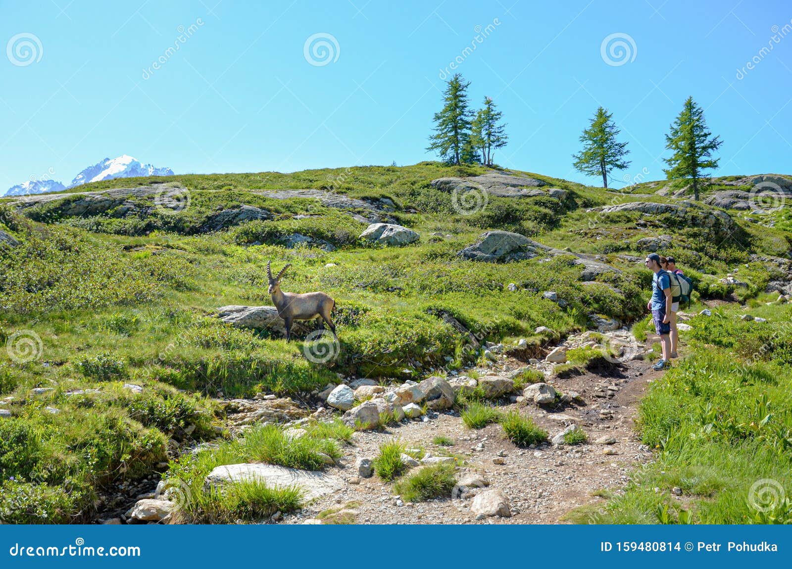 Chamonix-Mont-Blanc, France - July 30, 2019: Hikers Admiring Alpine Ibex in the French Alps. Mountain Goat Editorial Stock Image - Image of horn, alps: 159480814 Chamonix-Mont-Blanc, France - July 30, 2019: Hikers Admiring Alpine Ibex in the French Alps. Mountain Goat Editorial Stock Image - Image of horn, alps: 159480814