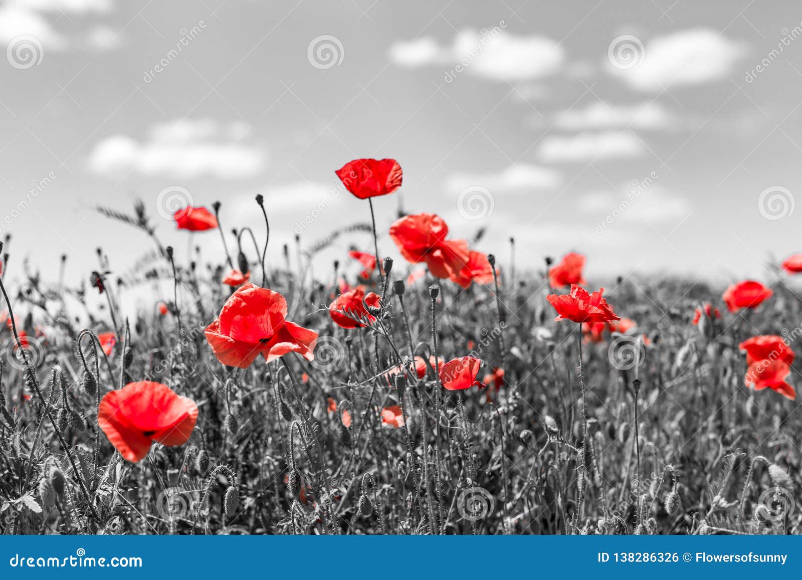 Champ Abstrait De Pavot D Ete Processus Noir Et Blanc Couleur Rouge De Poussee Photo Stock Image Du Zone Drapeau