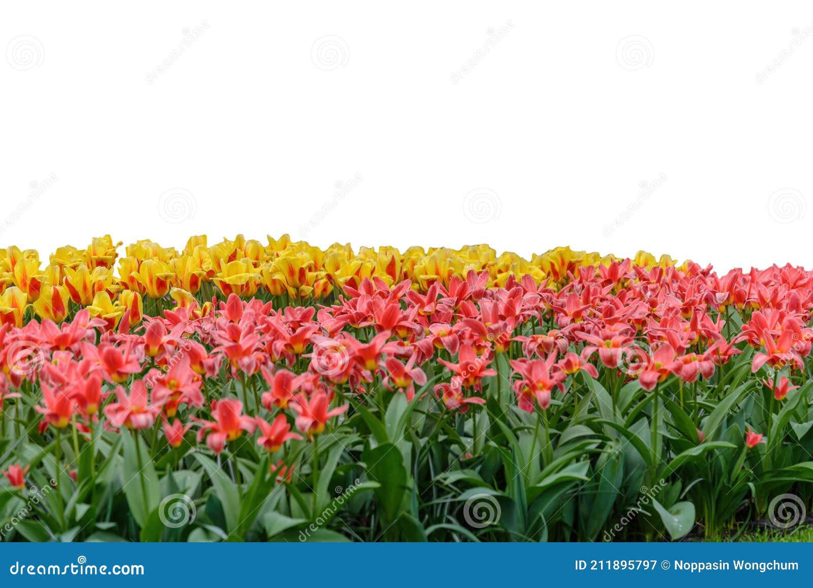 Champ De Fleurs De Bulbe De Tulipe Coloré De Printemps Isolé Image stock -  Image du floraison, ressort: 211895797