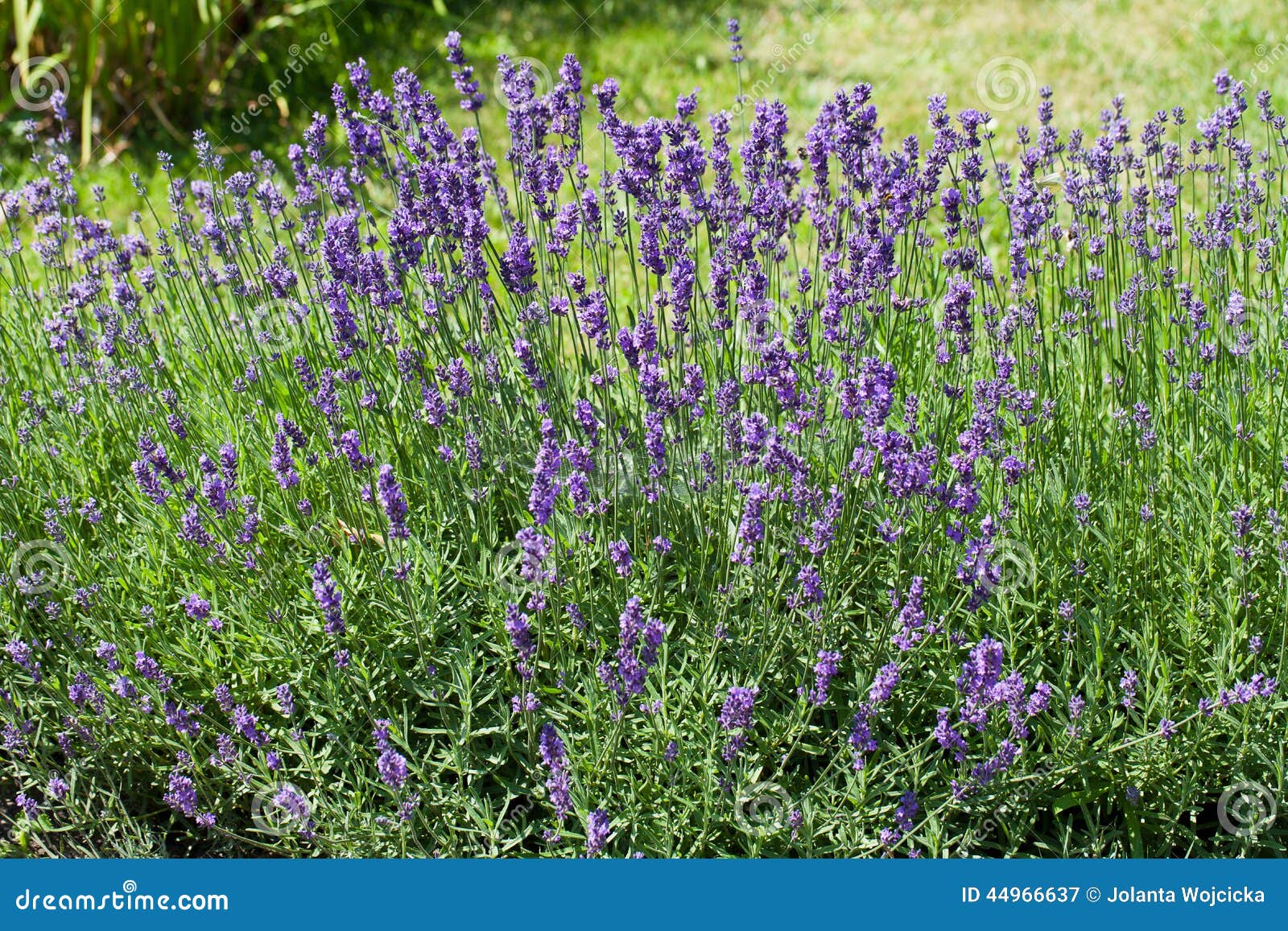 Champ De Lavande Violette De Floraison Image stock - Image du zone, beauté:  44966637