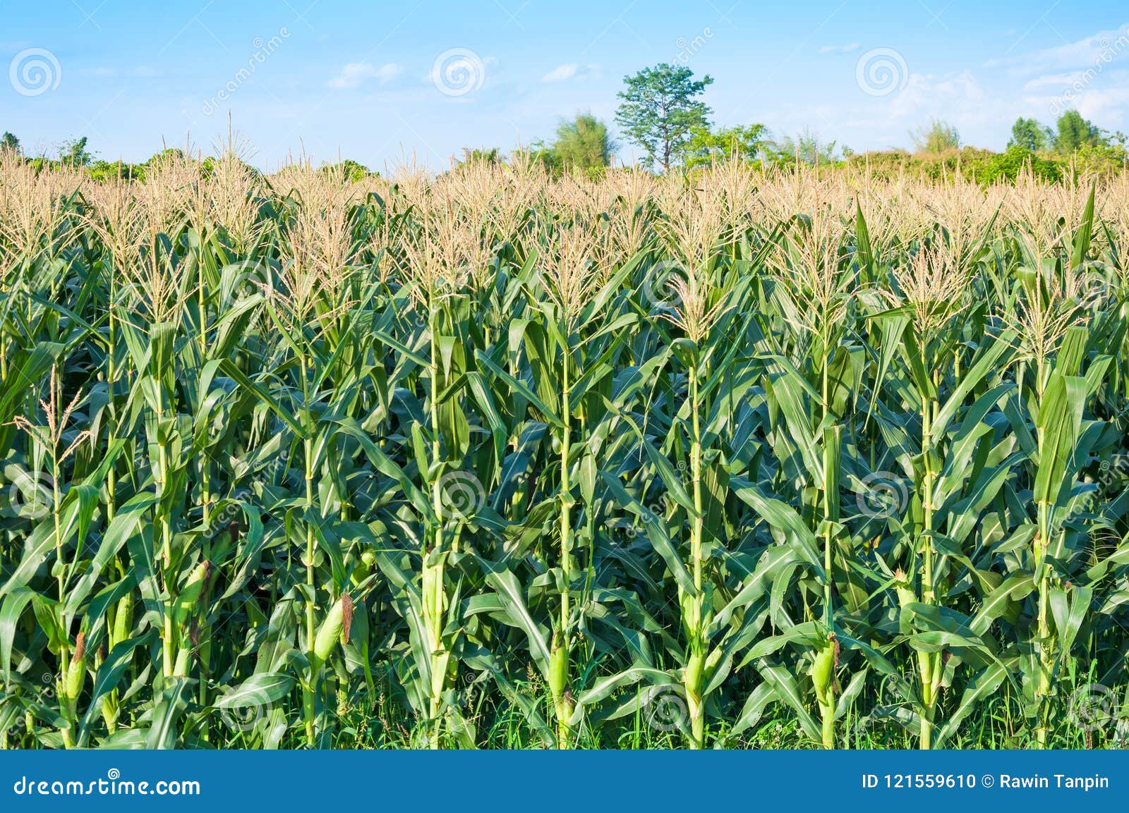 Champ De Maïs Dans Le Temps Clair, Arbre De Maïs à La Terre De Ferme Avec  Nuageux Bleu Photo stock - Image du campagne, accroissement: 121559610