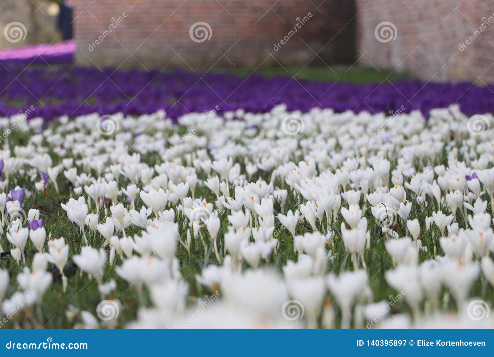 Champ Des Fleurs Blanches De Crocus Au Printemps Avec Le Mur De Briques  Image stock - Image du fermer, fond: 140395897