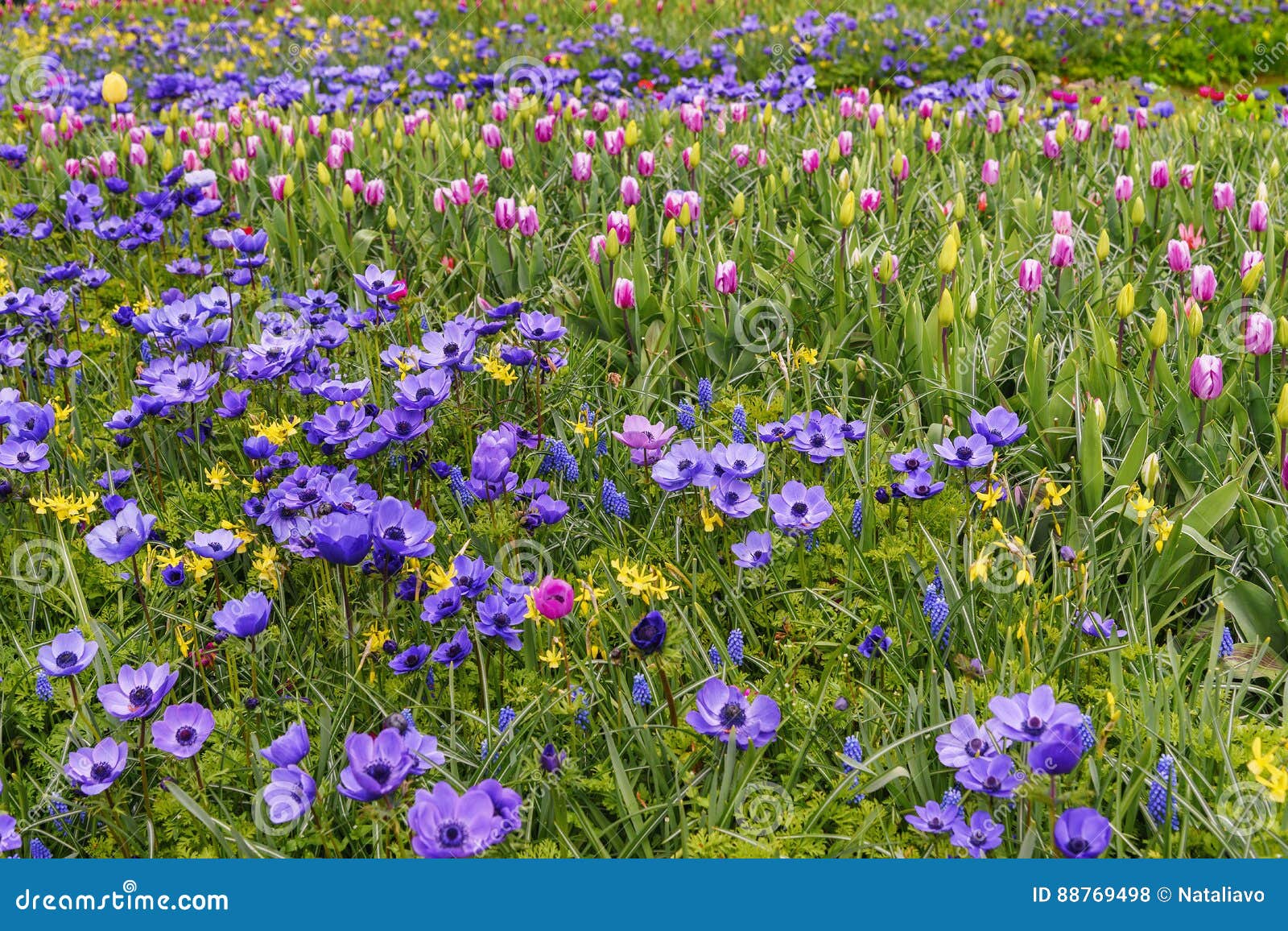 Champ Des Fleurs De Floraison Au Printemps Keukenhof De Bleu Photo