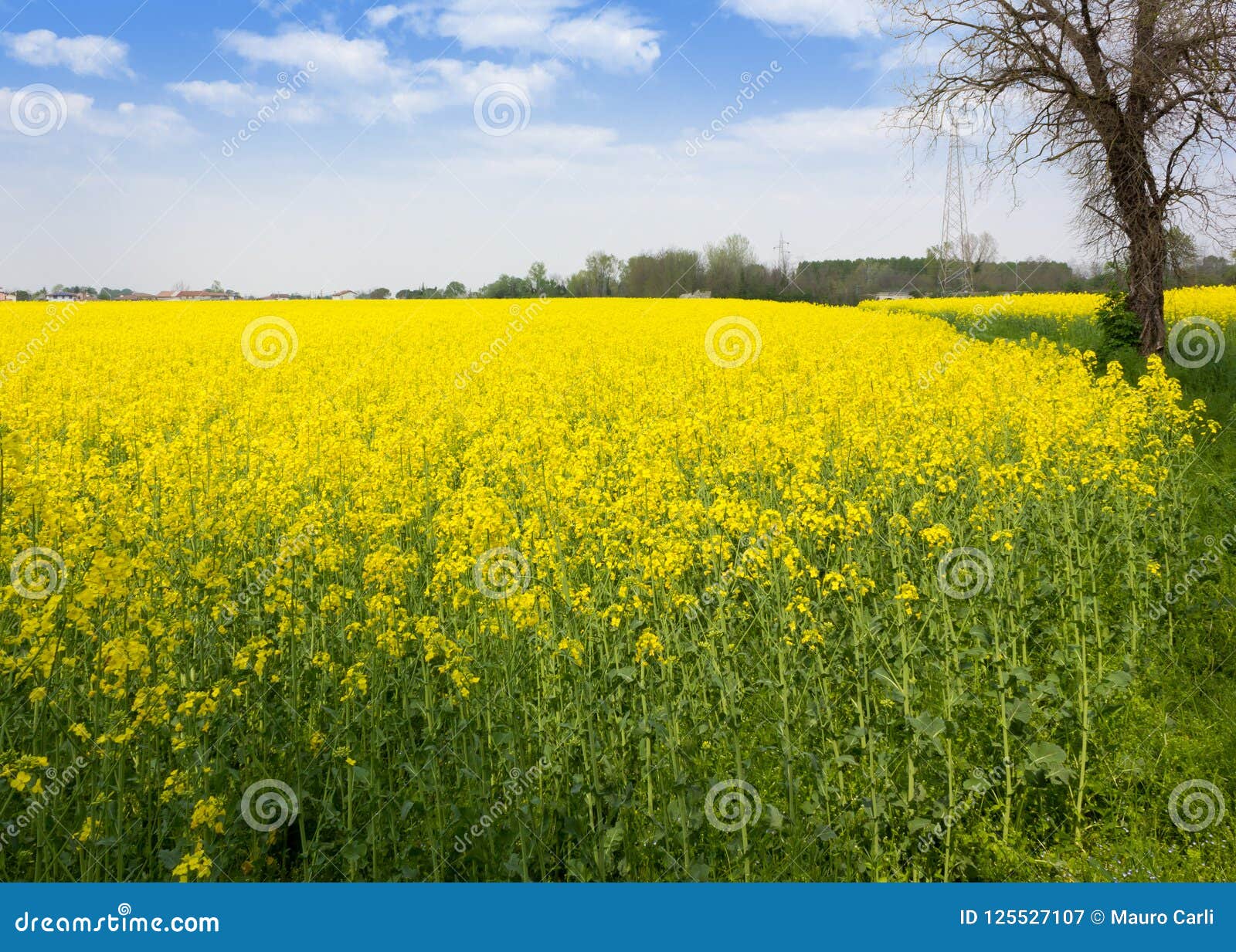 Champ des fleurs jaunes image stock. Image du campagne - 125527107