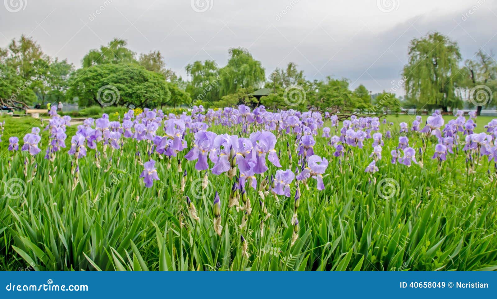 Champ Des Fleurs Violettes D'iris Image stock - Image du été, ressort:  40658049