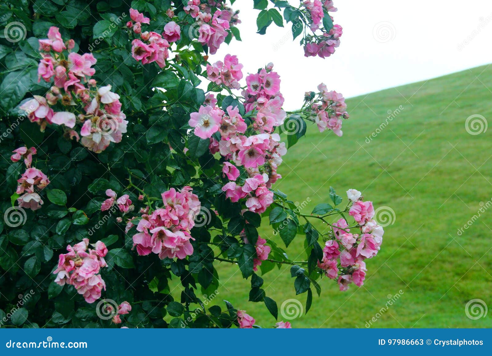 Champ Rose De Bush De Fleur Image Stock Image Du Grand