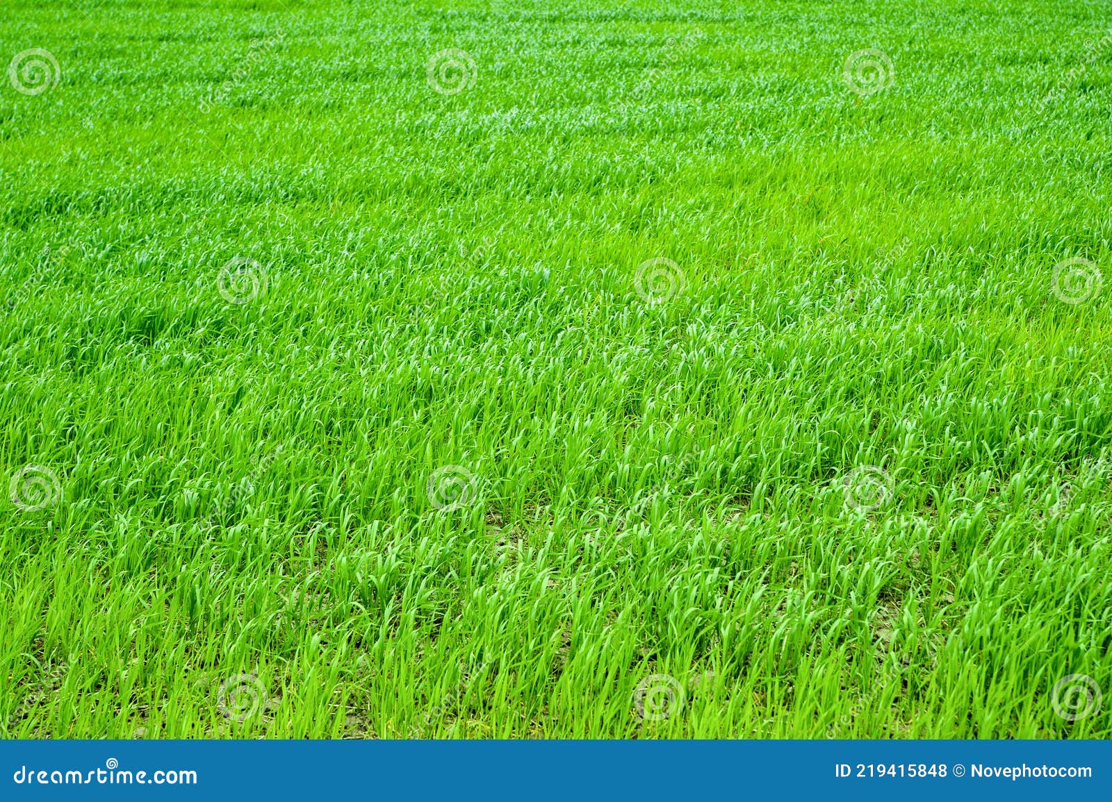 champ de texture d'herbe verte fraîche en arrière-plan 2980416 Photo de  stock chez Vecteezy