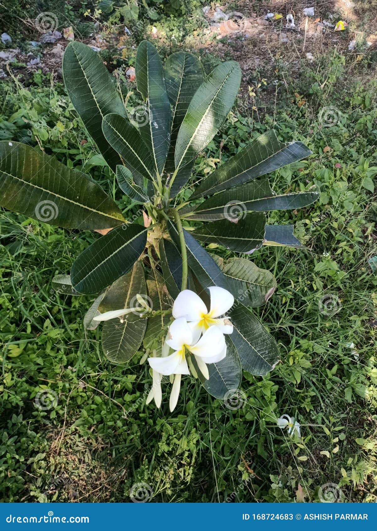 Champa Flower Plant With Flowers Stock Image Image Of Green