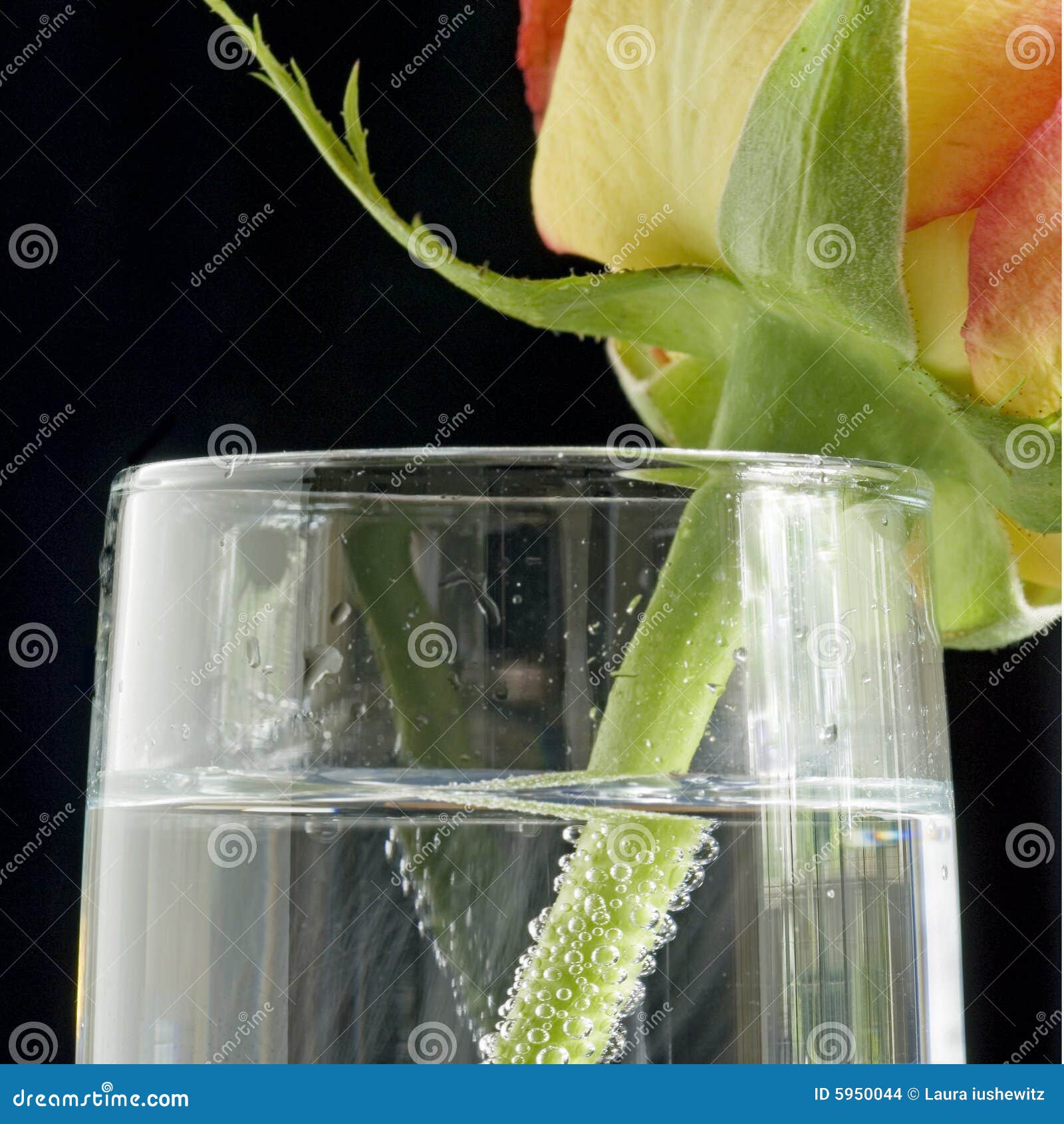 Champagne Flute Rose Square Stock Photo Image of beaut, cilia 5950044