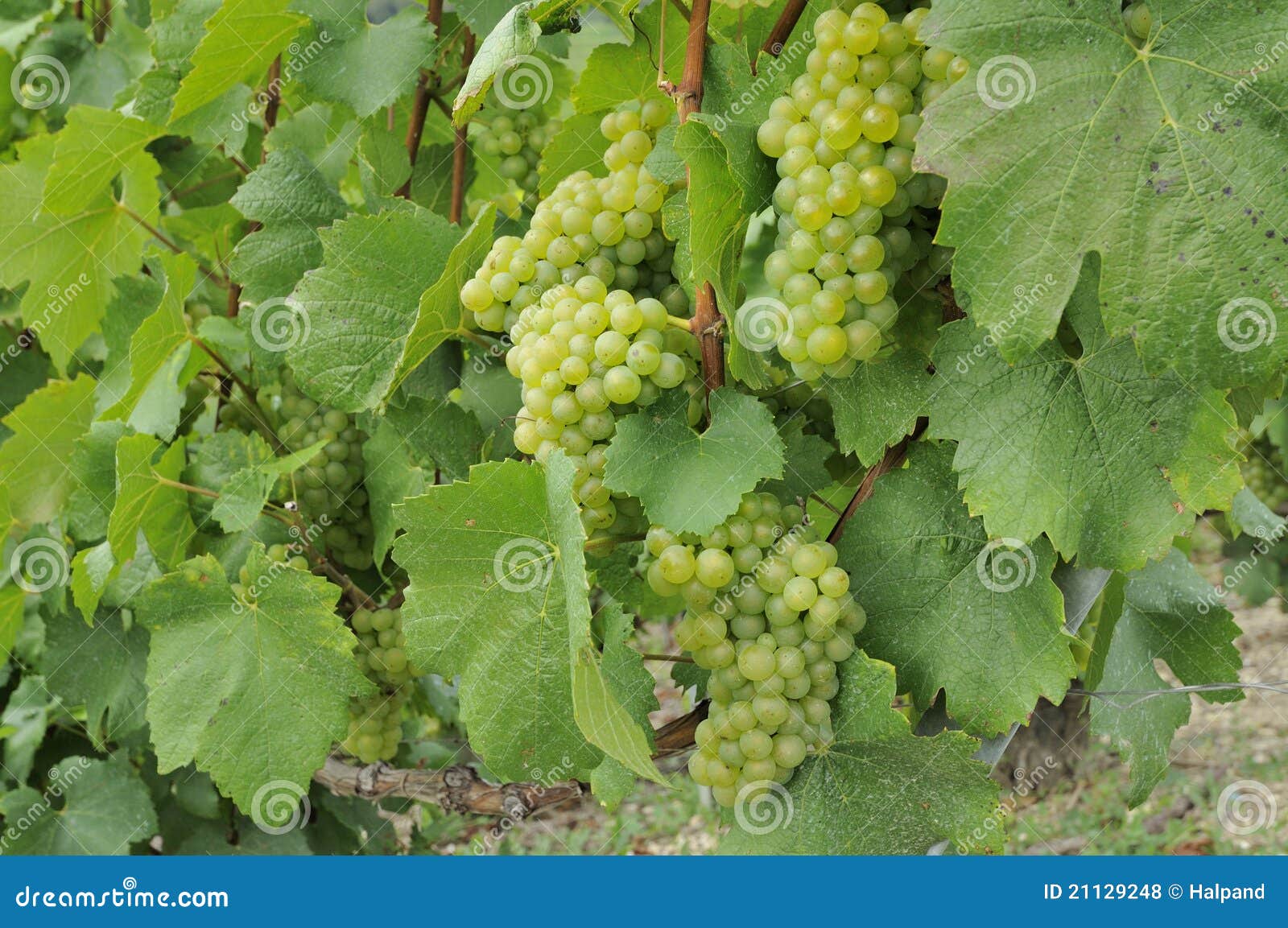 Champagne Grapes 7, Epernay Stock Photo Image of plants, nature