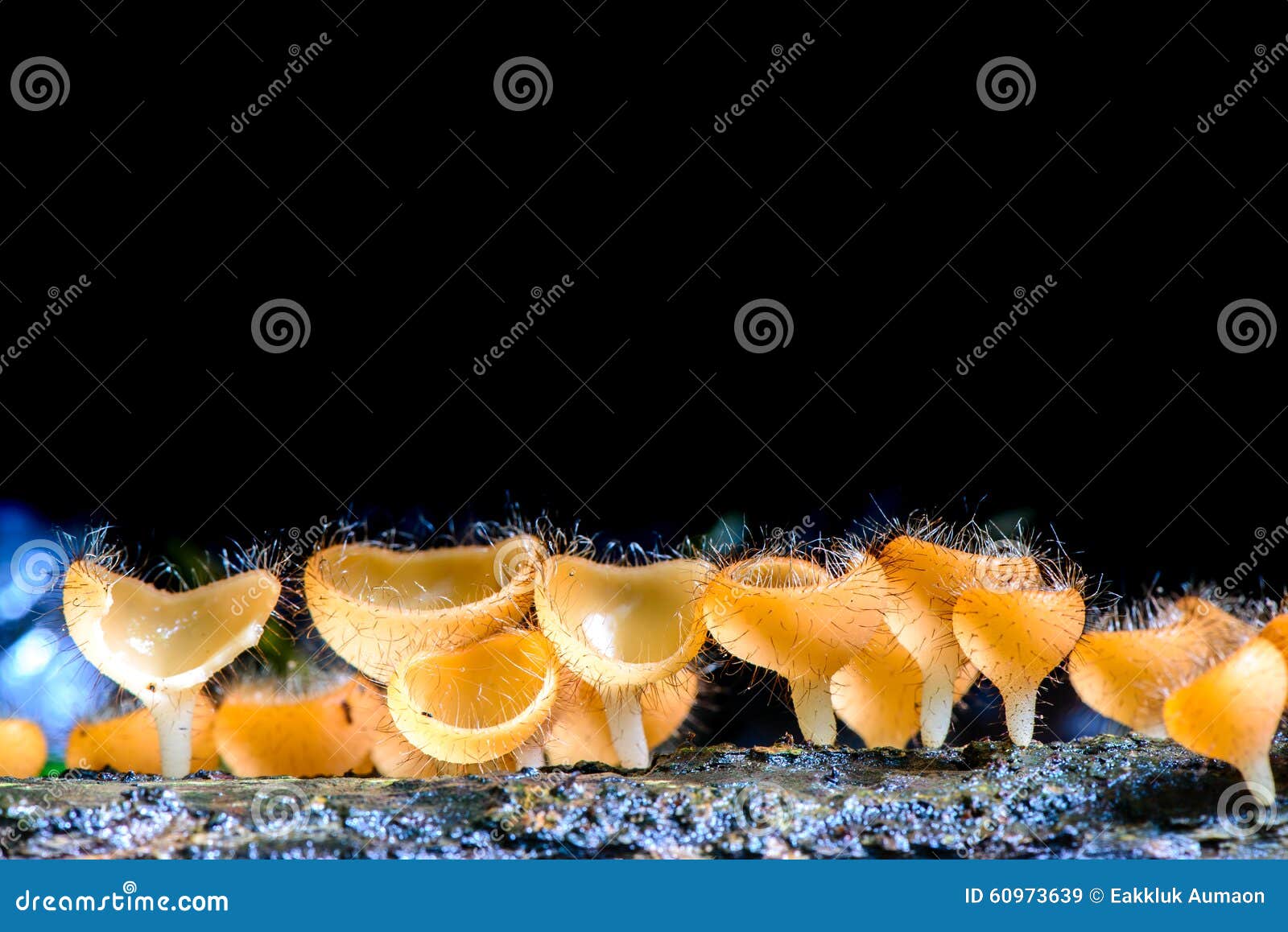 champagne mushroom, tarzetta rosea ( rea) dennis