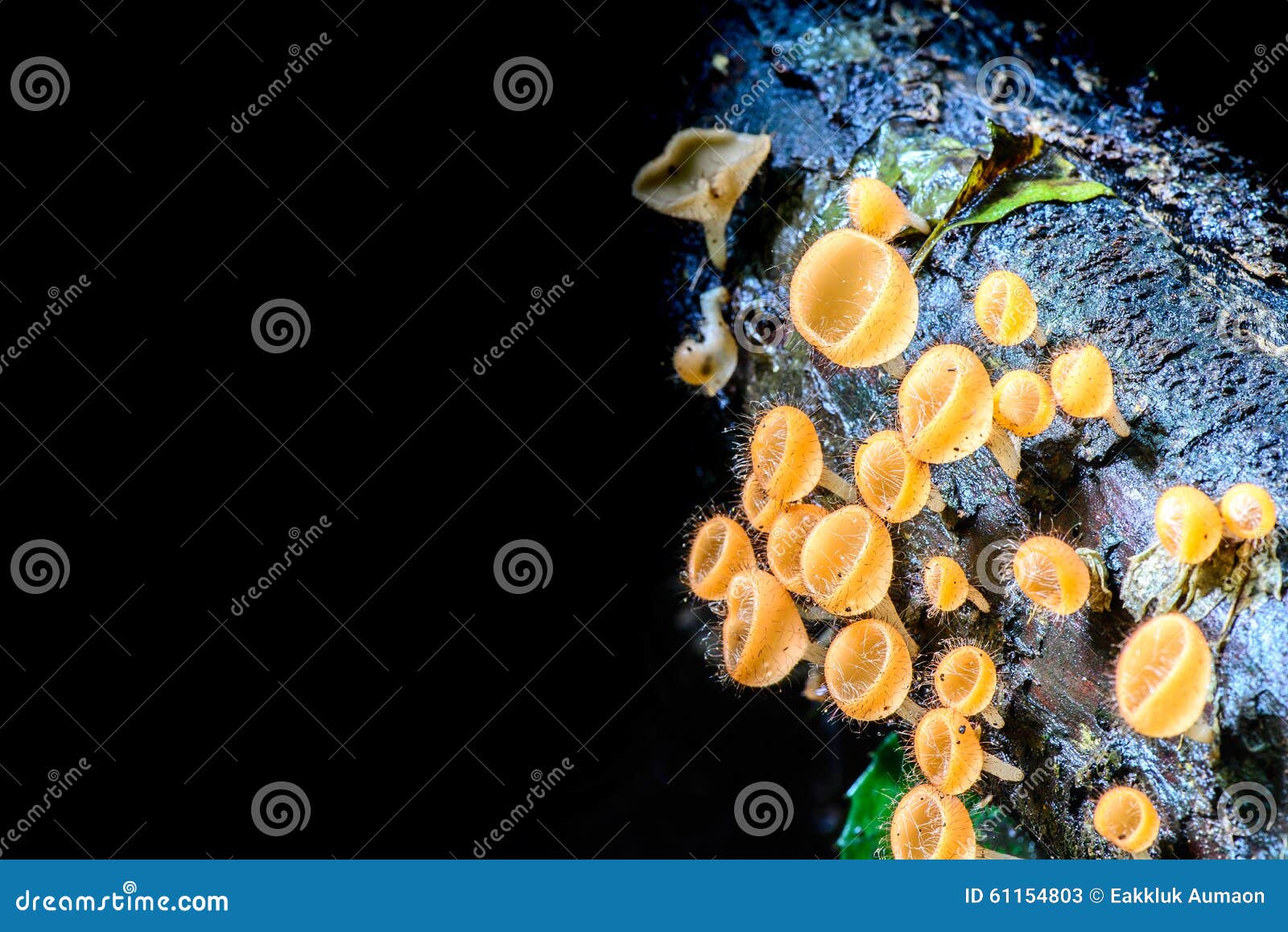 champagne mushroom, tarzetta rosea ( rea) dennis