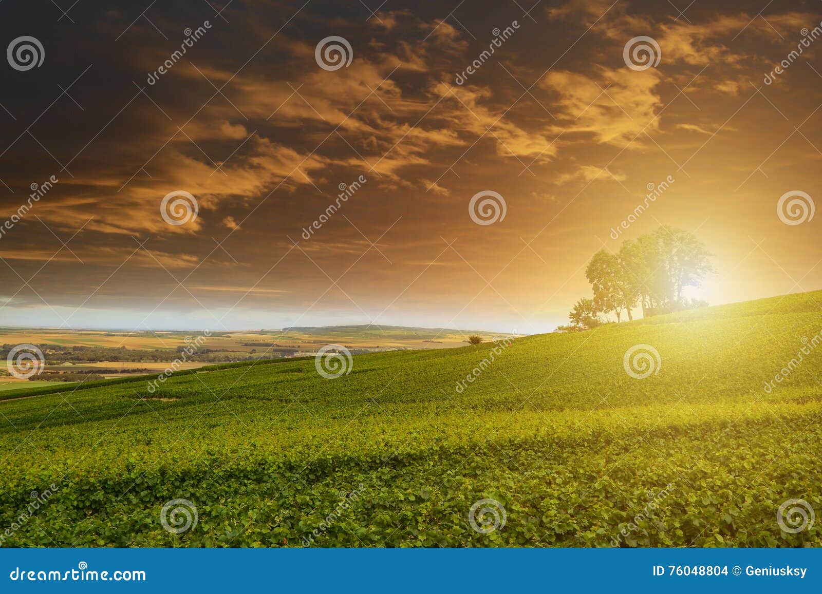 champagne vineyards at sunset, montagne de reims