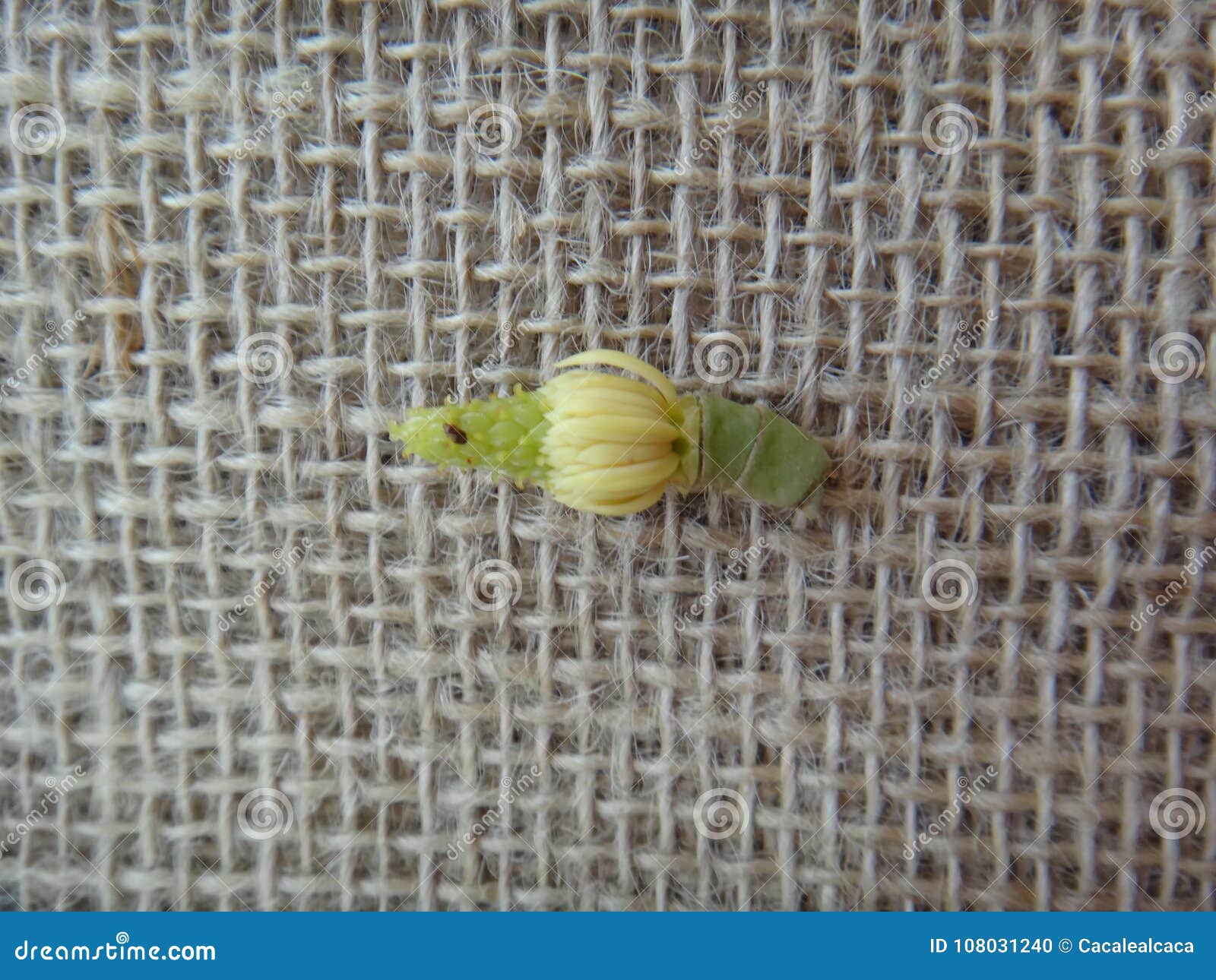champak flower parts on jute background