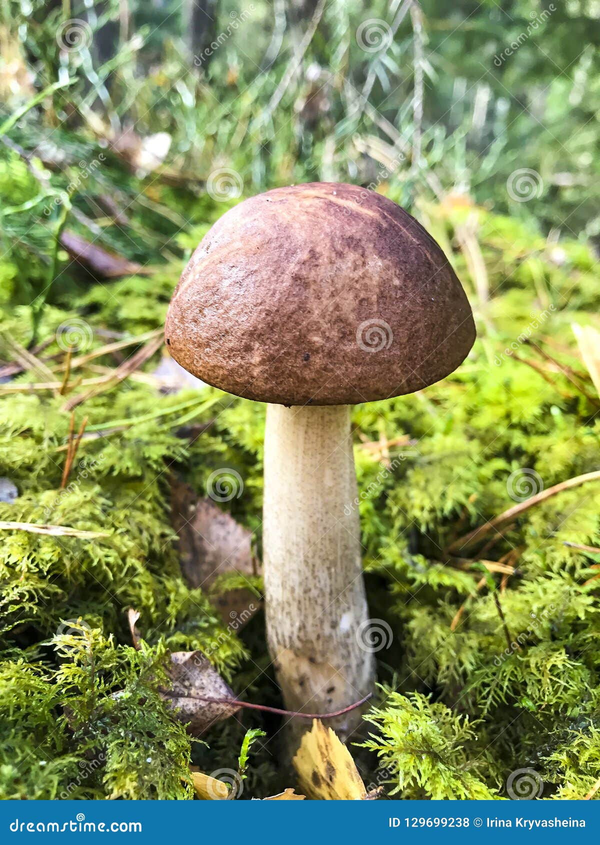 Barbe De Chèvre Champignon Comestible Champignon Comestible D'automne De Leccinum Photo stock - Image du