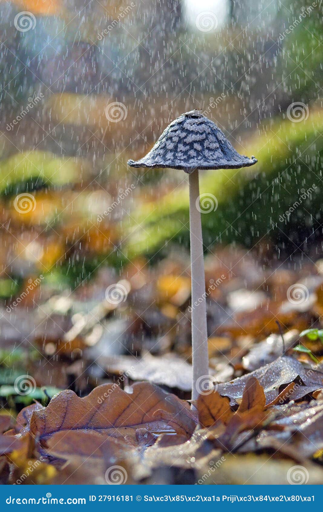 Champignon De Couche Sous La Pluie Image stock - Image du vivacité